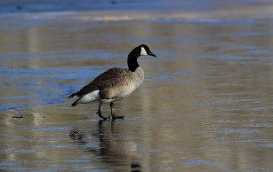 Those flocking geese