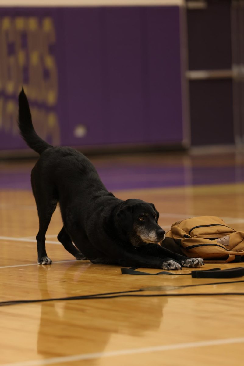 Canine detector Storm lobbies her handler for a  reward during the schoolwide assembly September 13.