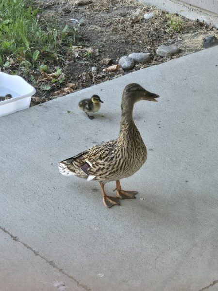 A mother mallard stays by her ducklings as they explore the Park High Courtyard.